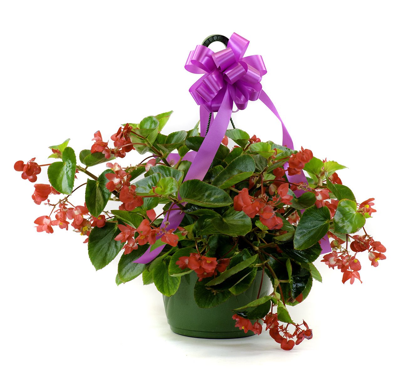 Dragon Wing Begonia ...